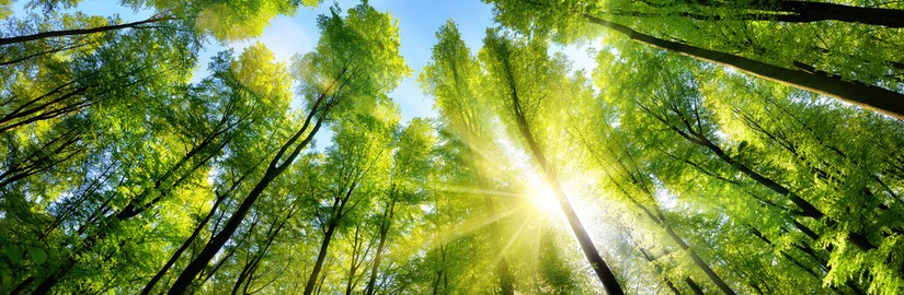 598057526_Enchanting-sunshine-on-green-treetops.jpg